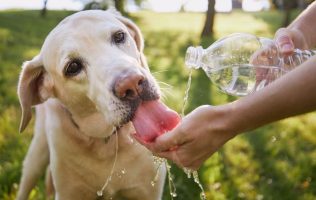 Demuestra amor por tus mascotas y protégelos del calor extremo