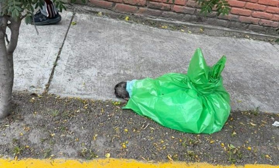 Denuncian hallazgo de perros sin vida en la Nueva Oxtotitlán en Toluca