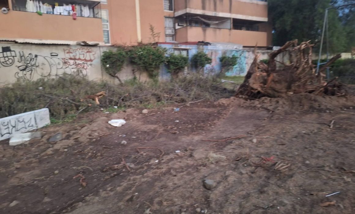 Denuncian tala de árboles sin explicación en Ixtapaluca