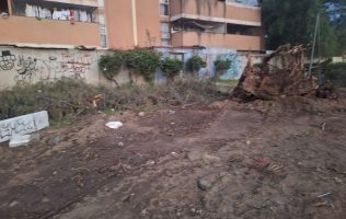 Denuncian tala de árboles sin explicación en Ixtapaluca