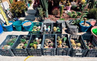 Encuentran vivero clandestino en Zumpango, vendían cactus sin permiso