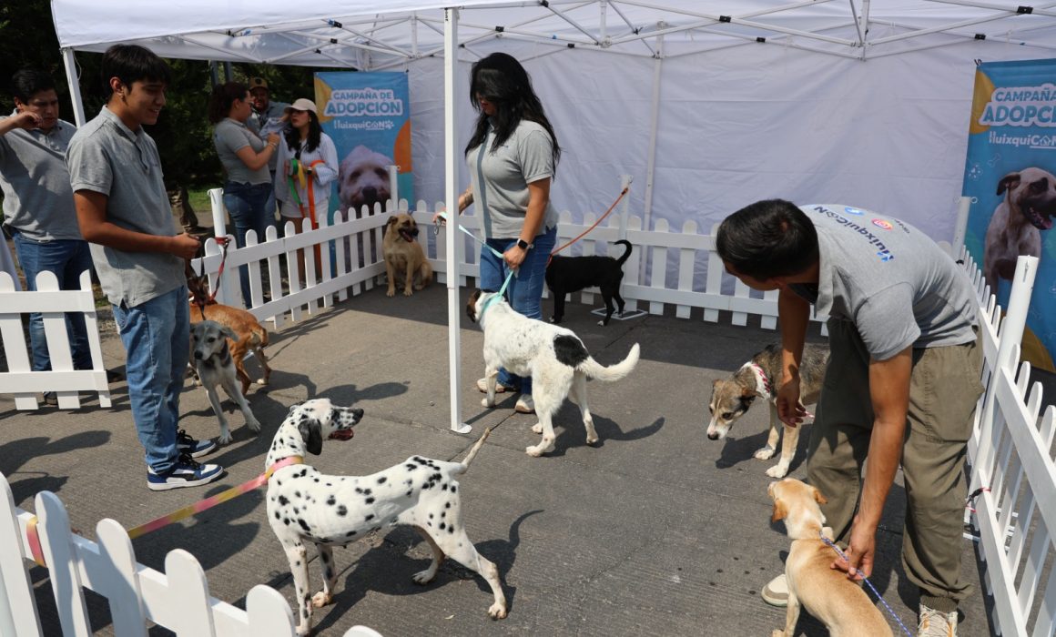 Logra Huixquilucan más de 430 adopciones de perritos rescatados