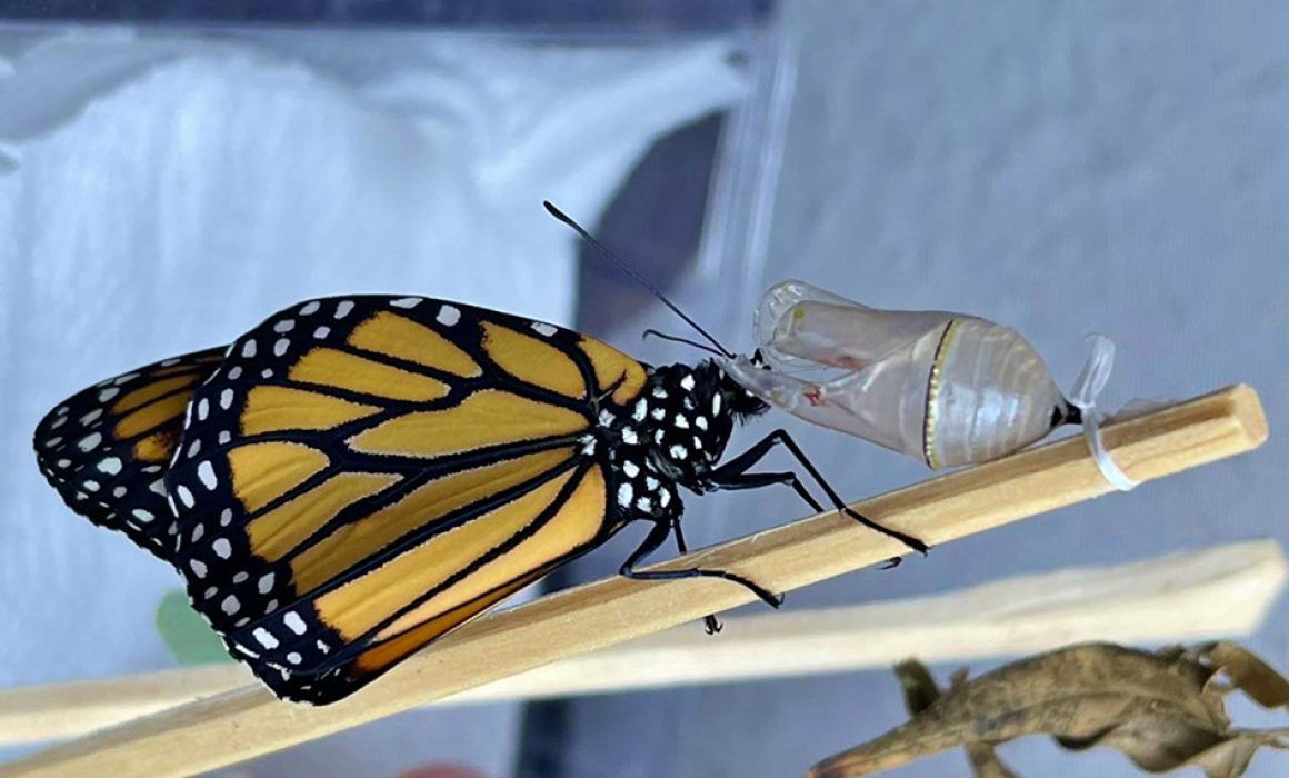 Mariposa monarca rompe rutas: ahora se reproduce en Quintana Roo