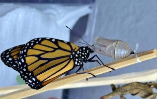 Mariposa monarca rompe rutas: ahora se reproduce en Quintana Roo