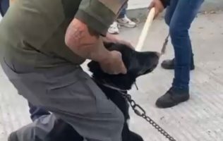 Perro murió ahorcado a manos de personal de PC en Ciudad Valles, SLP