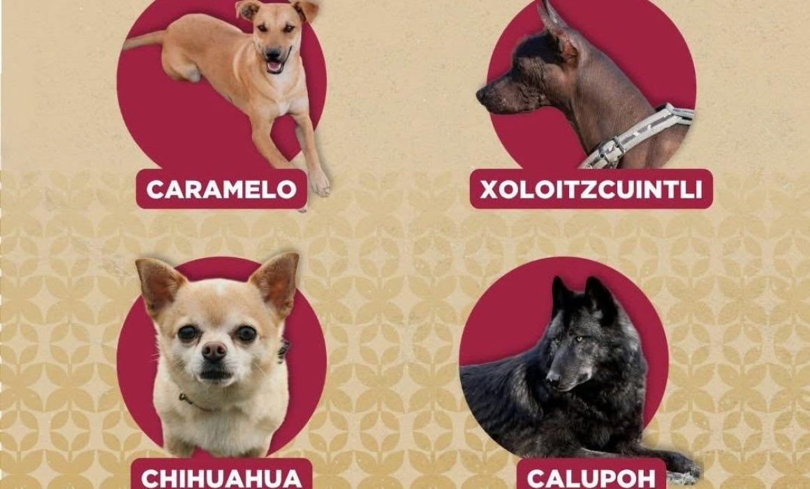 Promueve Medio Ambiente tutela responsable con perros de apoyo social