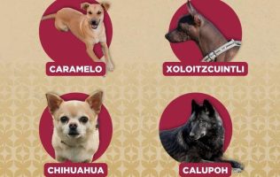 Promueve Medio Ambiente tutela responsable con perros de apoyo social