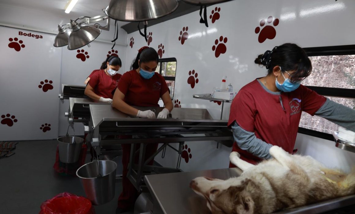 Refuerzan esterilización gratuita con unidad móvil única en Tecámac