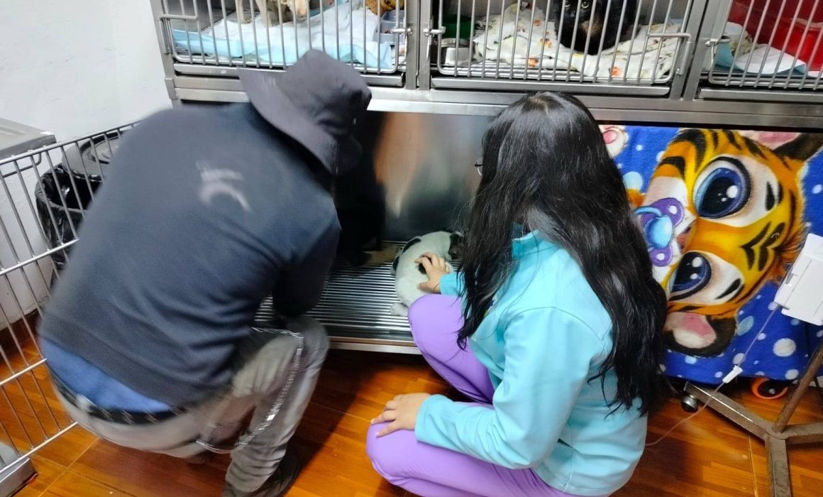 Rescata UAEMéx a 'Mantequilla', perrita que paseaba en la escuela