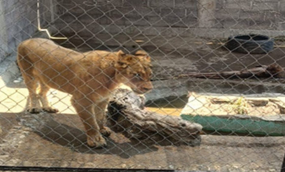 Rescatan a leona de 8 meses víctima de maltrato animal en Chalco
