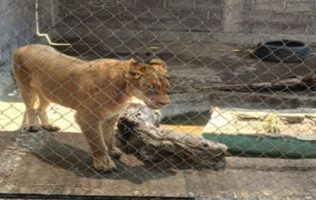 Rescatan a leona de 8 meses víctima de maltrato animal en Chalco