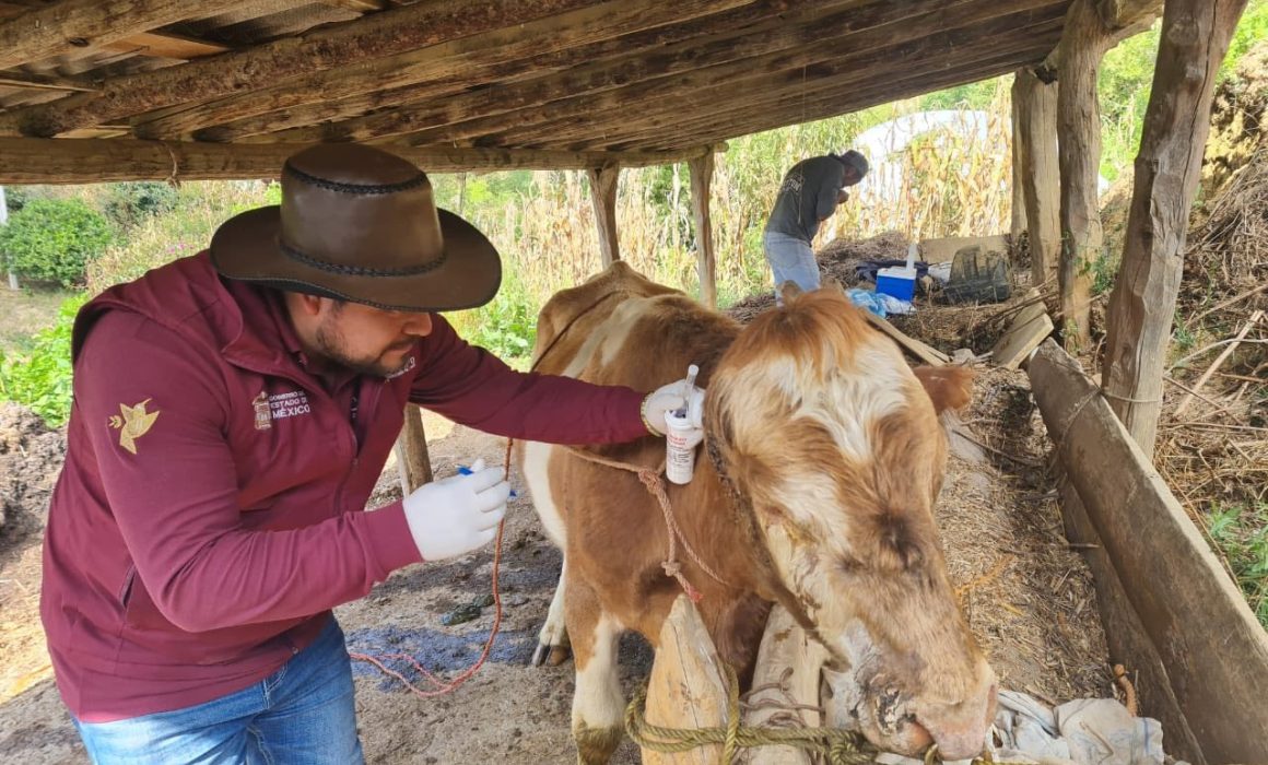 Van por rescate ganadero en Edomex con créditos para productores