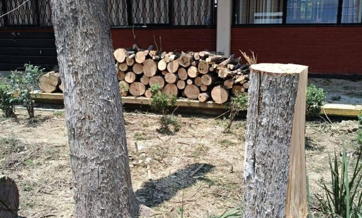 Acusan ecocidio por derribo de árboles en Escuela Normal de Texcoco