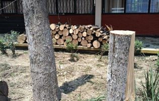 Acusan ecocidio por derribo de árboles en Escuela Normal de Texcoco