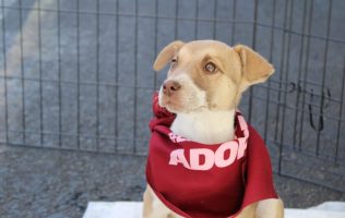Aprueba Edomex Ley de Bienestar Animal con rescate y adopciones