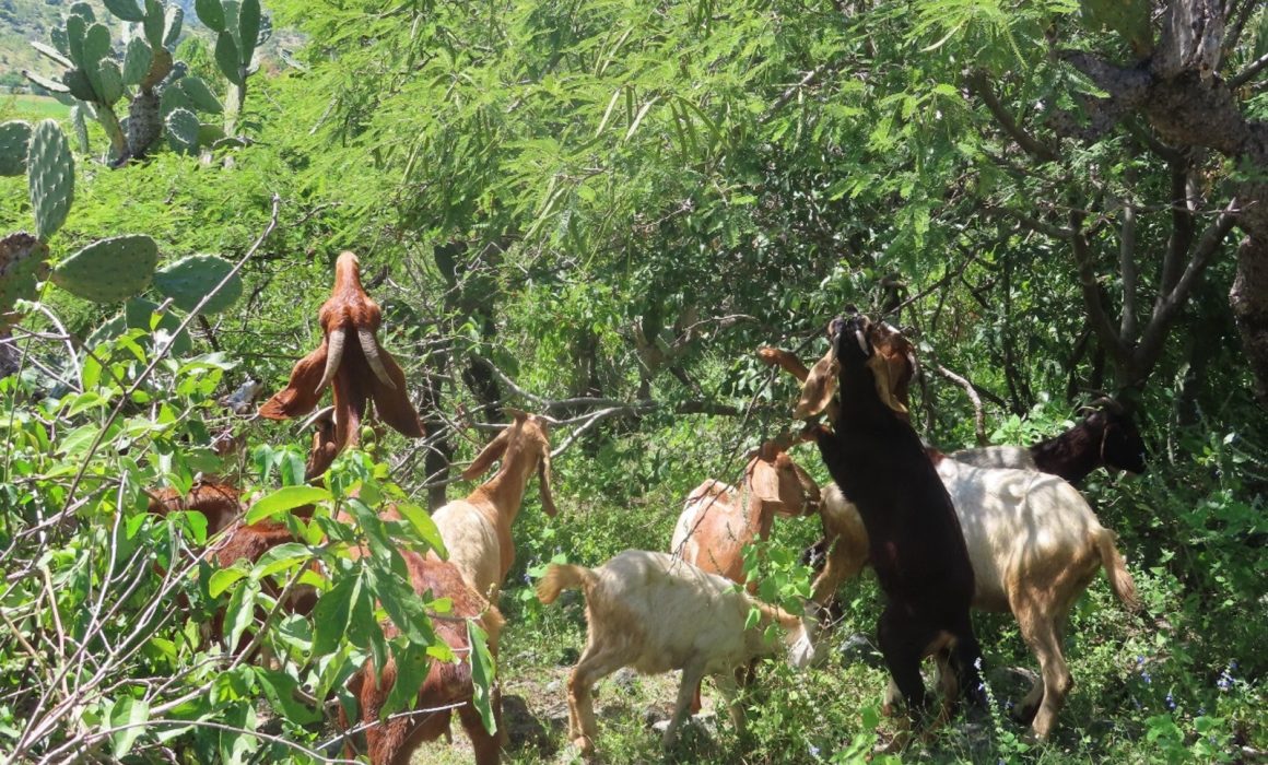 Buscan salvar bosques de Edomex con árboles que alimentan ganado