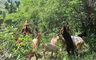 Buscan salvar bosques de Edomex con árboles que alimentan ganado
