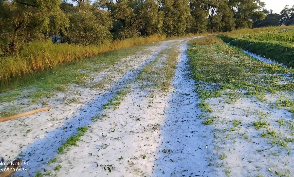 Devasta granizada cultivos de maíz en el norte del Edomex