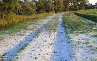 Devasta granizada cultivos de maíz en el norte del Edomex