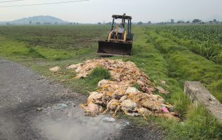 Evidencian descontrol sanitario en Toluca con hallazgo de pollos muertos