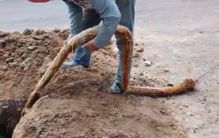 Extrae SAPASE raíz gigante de 21 metros, colapsaba tubería en Ecatepec