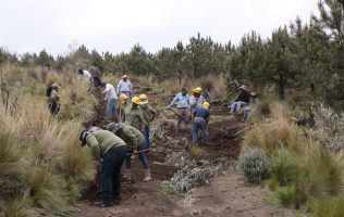 Impulsa Probosque rehabilitación forestal en Tianguistenco