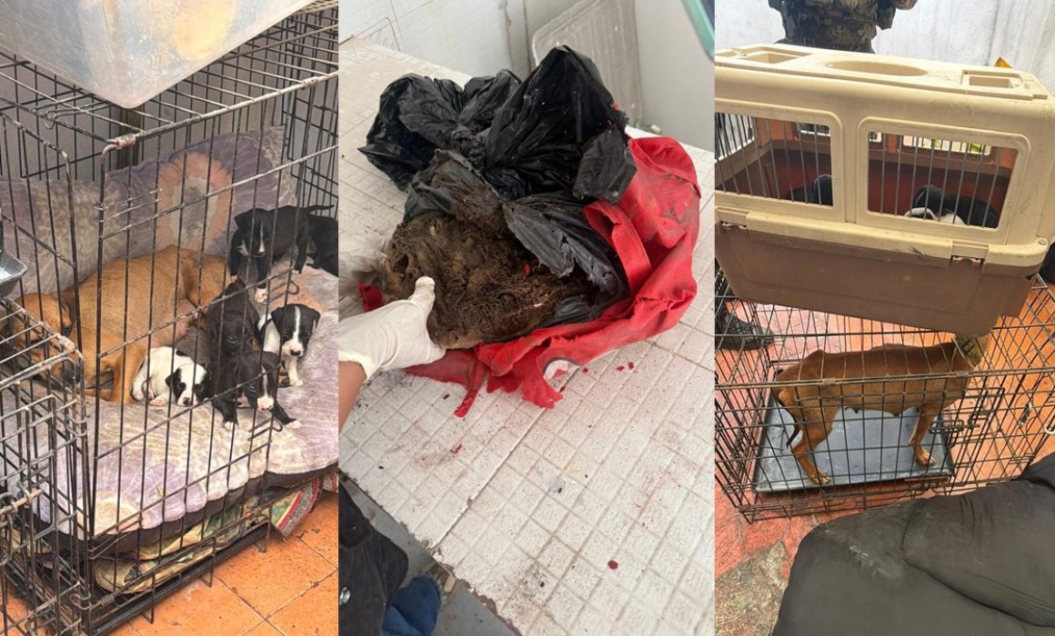 Investigan veterinaria de Ecatepec por presunto maltrato animal