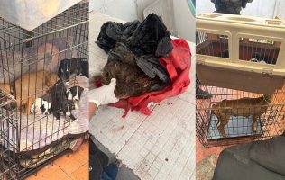 Investigan veterinaria de Ecatepec por presunto maltrato animal