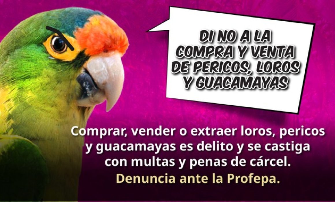 Lanza Profepa alerta por venta ilegal de loros en Edomex