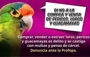 Lanza Profepa alerta por venta ilegal de loros en Edomex