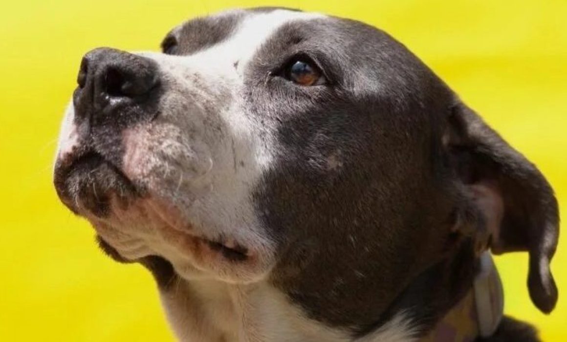 Promueve Daniel Serrano paseos para perros rescatados en Izcalli