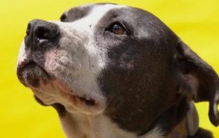 Promueve Daniel Serrano paseos para perros rescatados en Izcalli