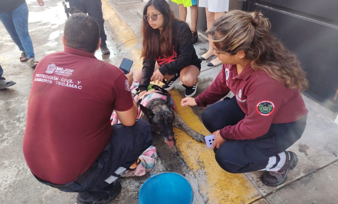 Provocan motocicletas incendio en Tecámac; bomberos salvan a un perrito