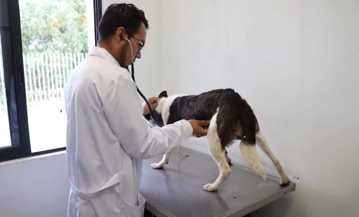 Salvan a varios perros maltratados en Atizapán tras quejas de vecinos