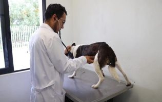 Salvan a varios perros maltratados en Atizapán tras quejas de vecinos
