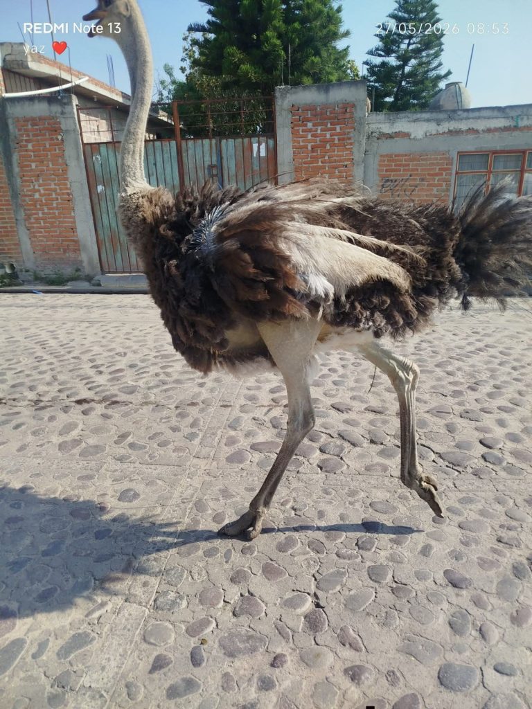 Fotos FB: Tras la verdad en Tepotzotlán
