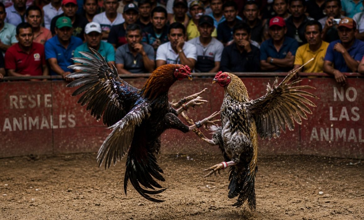entra en vigor nueva ley de protección animal en Edomex
