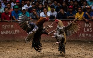 entra en vigor nueva ley de protección animal en Edomex