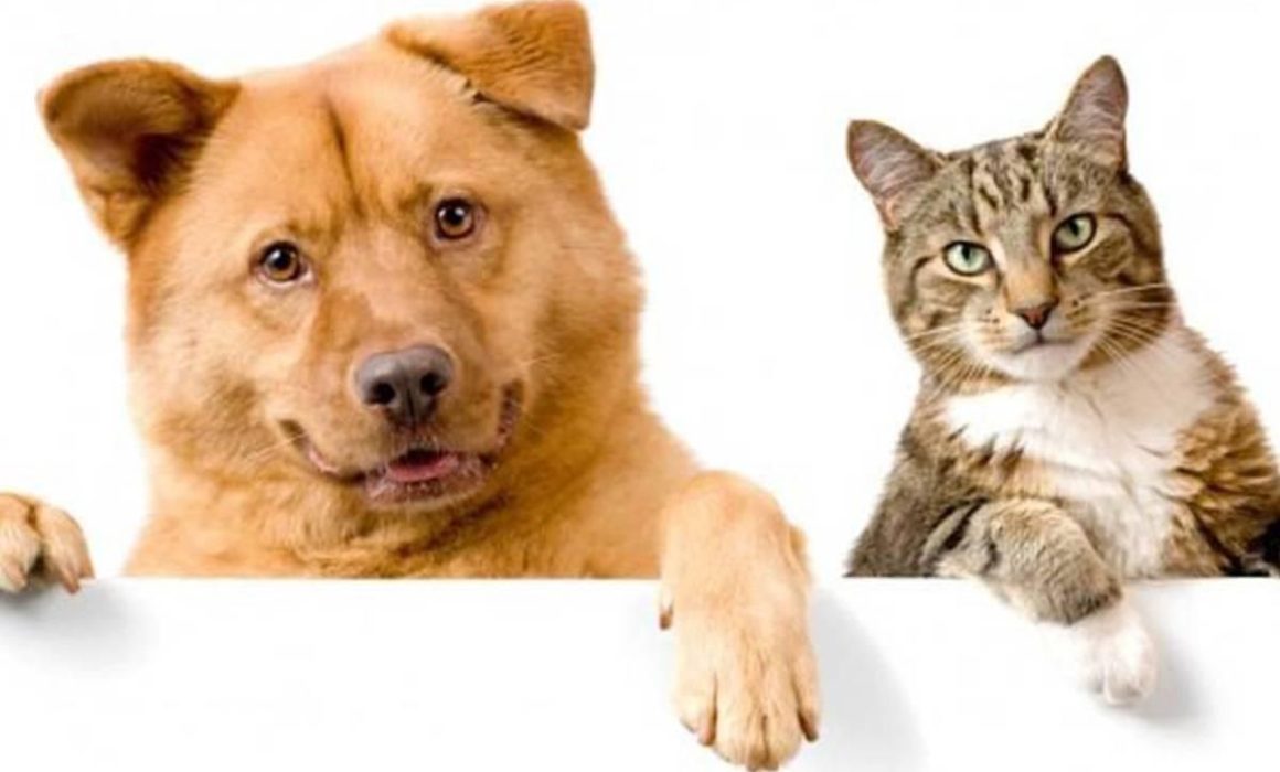 Asiste a campaña gratuita de esterilización para mascotas en Atizapán