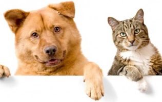 Asiste a campaña gratuita de esterilización para mascotas en Atizapán