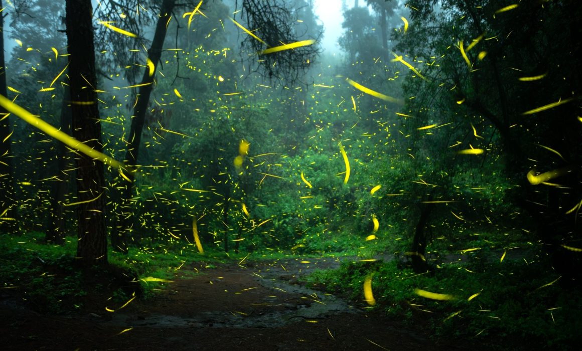 Bajan las estrellas a la tierra con la Ruta de las Luciérnagas en Amecameca