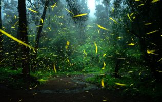 Bajan las estrellas a la tierra con la Ruta de las Luciérnagas en Amecameca