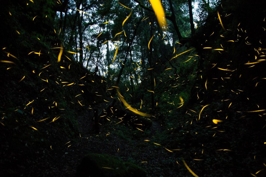 Fotos: La Ruta de las Luciérnagas