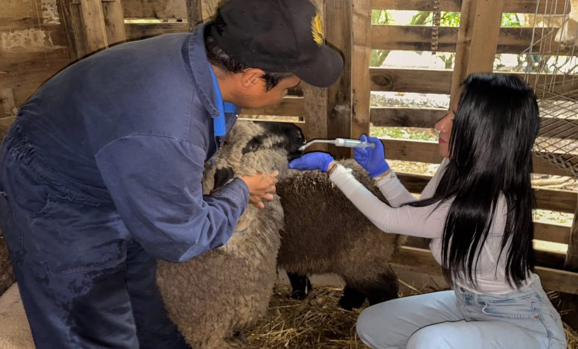 Benefician a productores con jornada ovina en Valle de Bravo