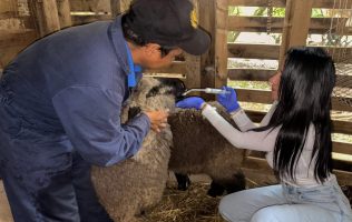 Benefician a productores con jornada ovina en Valle de Bravo