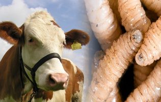 Busca Teoloyucan frenar amenaza del gusano barrenador
