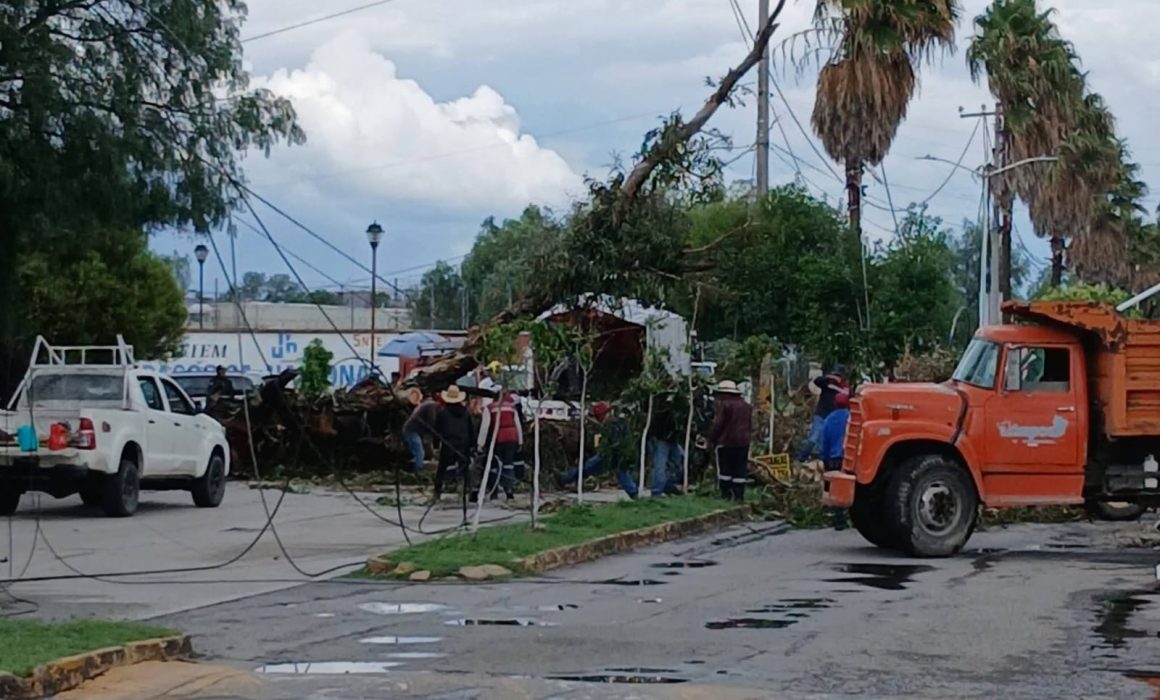 Cae árbol y obstruye vialidad en ambos sentidos en Tultepec
