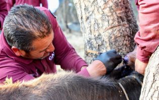Confirman autoridades 5 casos de gusano barrenador en humanos en Edomex