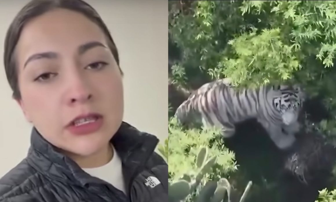 Desmiente Semarnat a alcaldesa de Tepetlaoxtoc sobre fuga de tigre