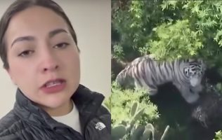 Desmiente Semarnat a alcaldesa de Tepetlaoxtoc sobre fuga de tigre
